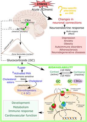 Predisposition of Women to Cardiovascular Diseases: A Side-Effect of Increased Glucocorticoid Signaling During the COVID-19 Pandemic?